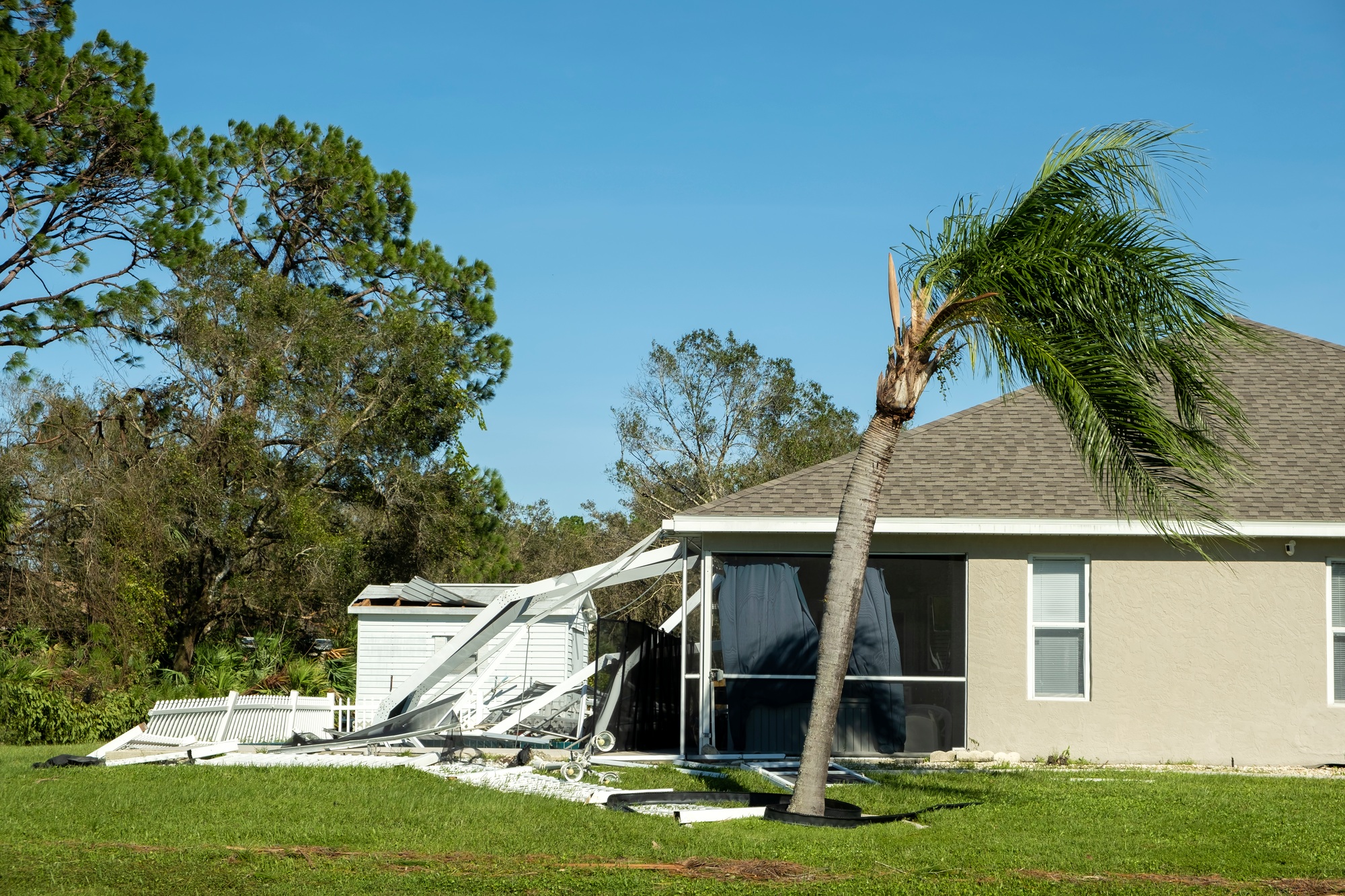 Fallen down palm tree after hurricane in Florida. Consequences of natural disaster